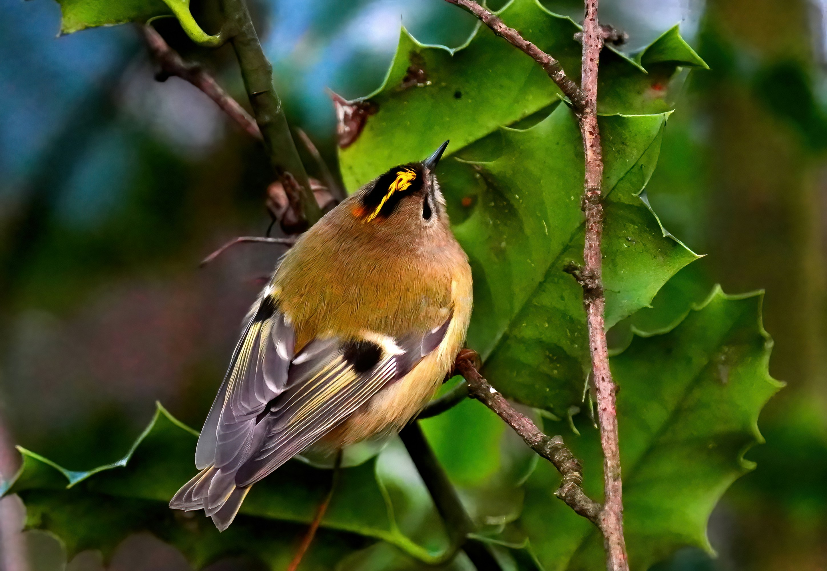 a bird sitting on a branch of a tree