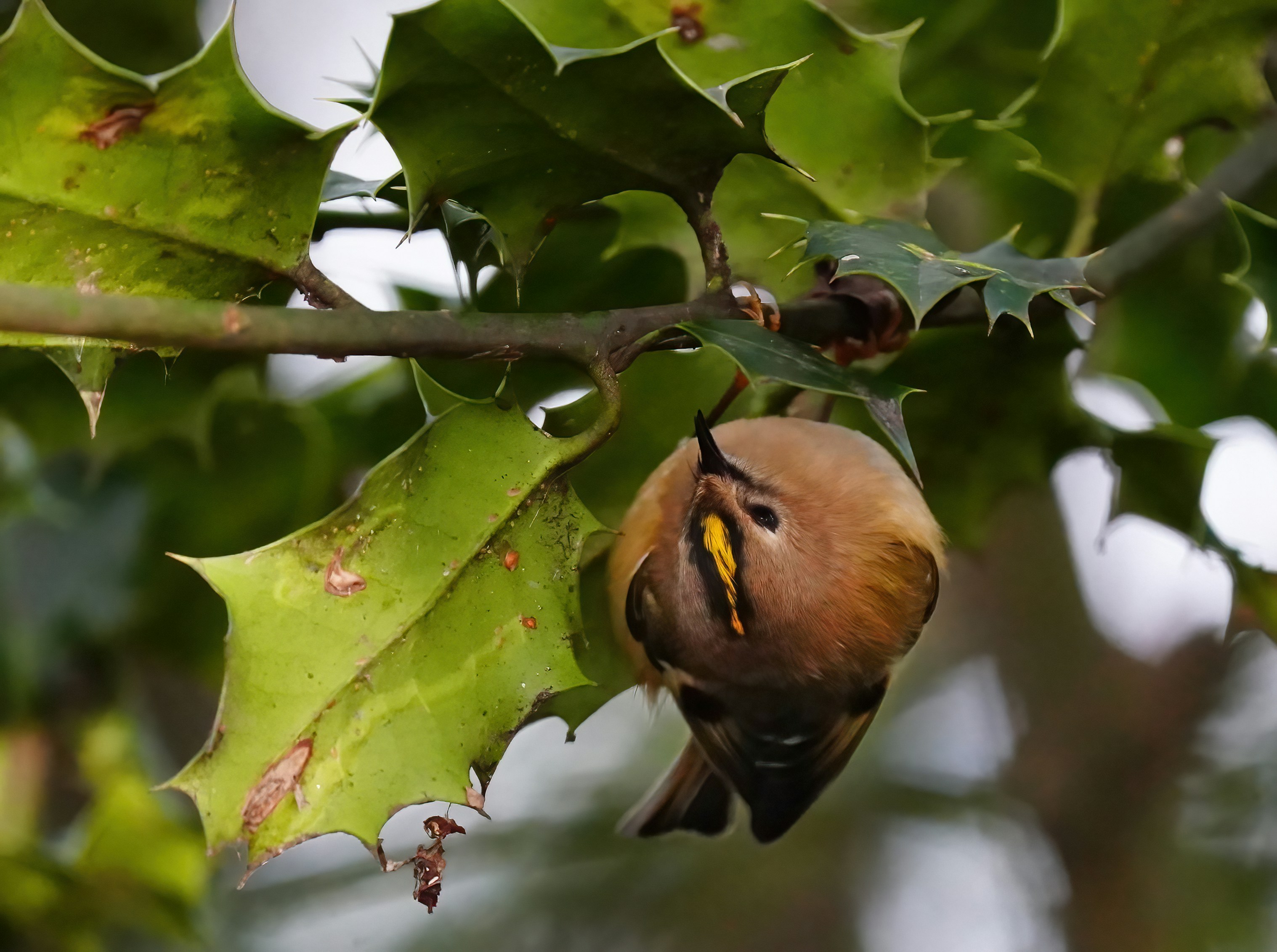 a bird is sitting on a branch of a tree