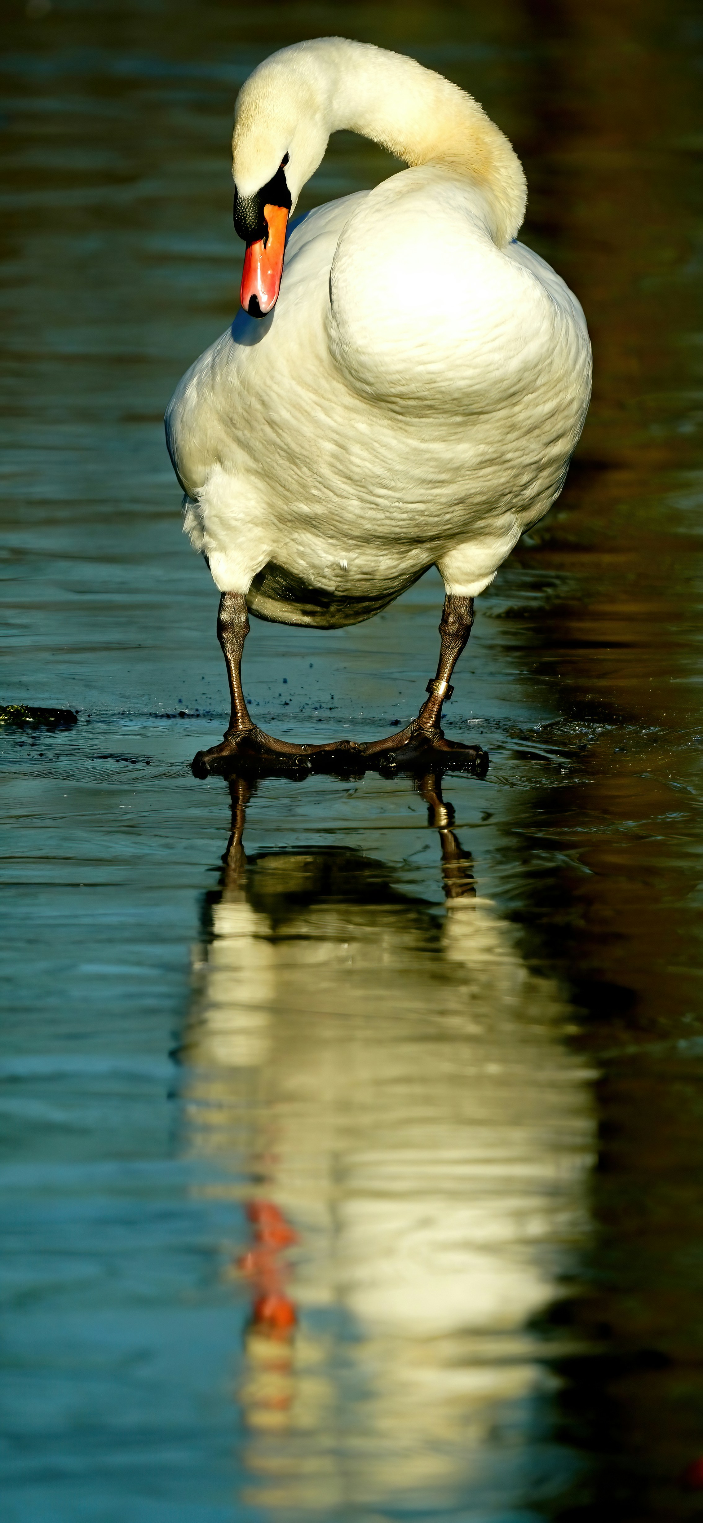 a white swan is standing in the water