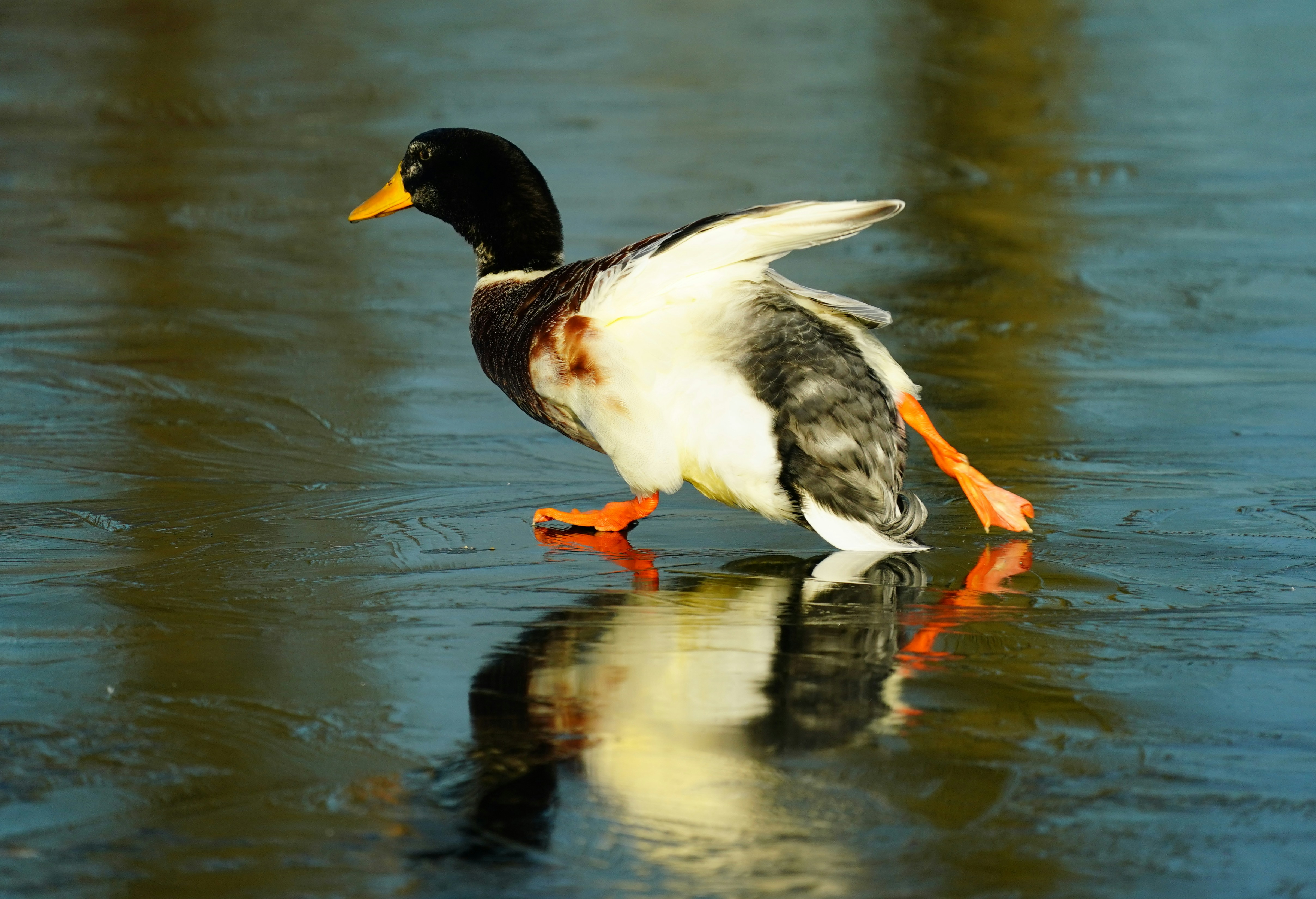 a duck standing on a body of water