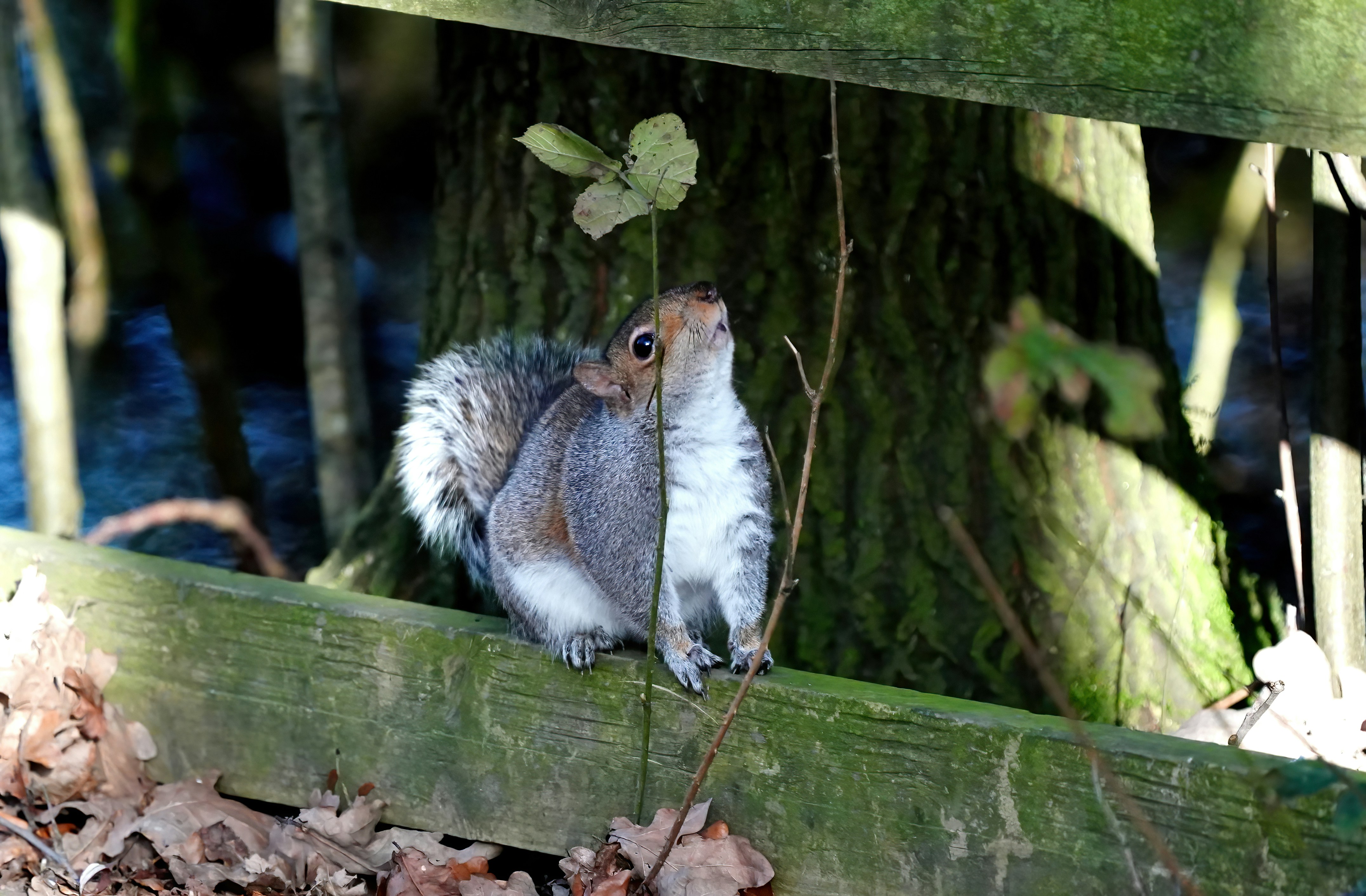 a squirrel sitting on top of a wooden fence