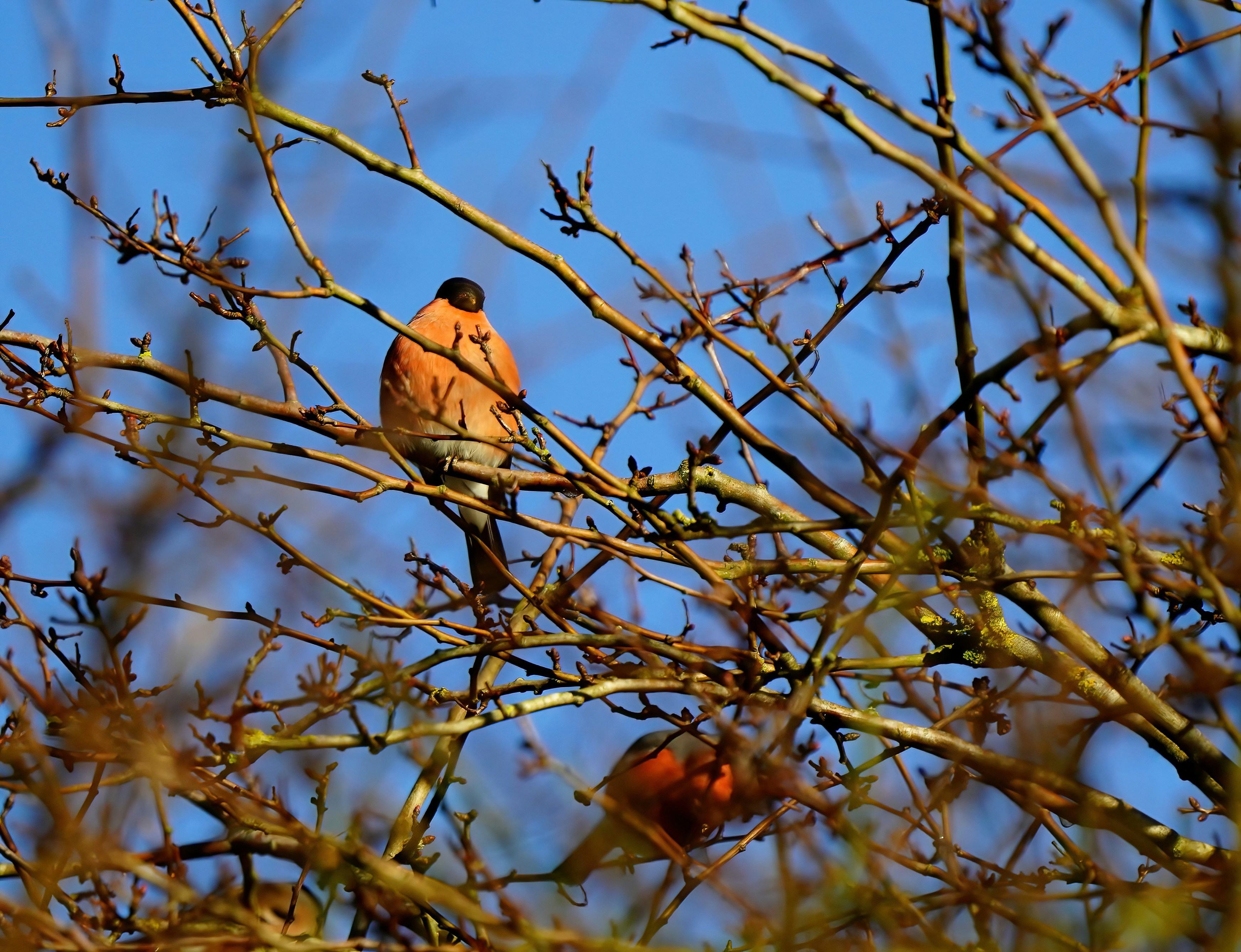 a bird sitting on top of a tree branch