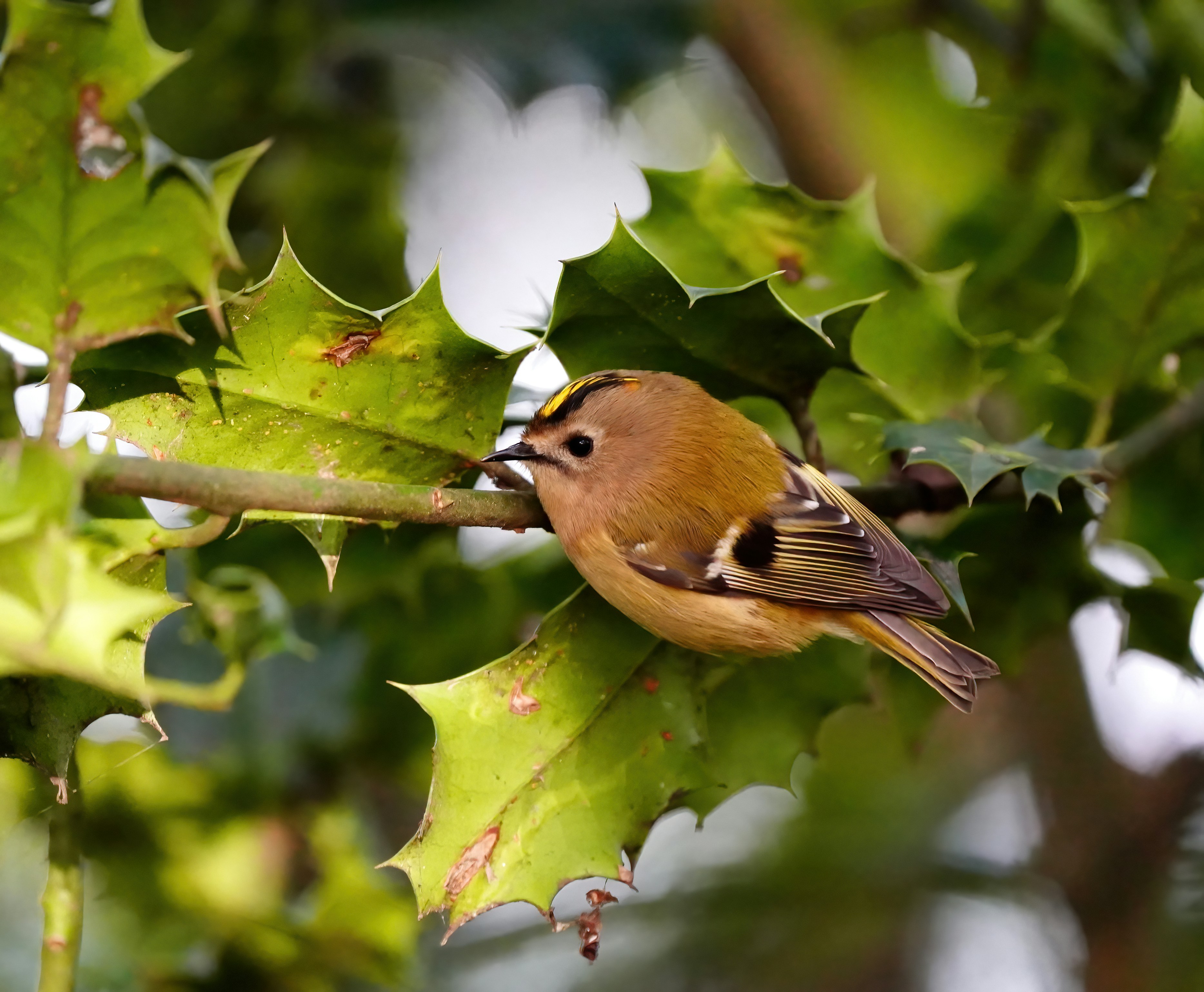 a small bird perched on a branch of a tree