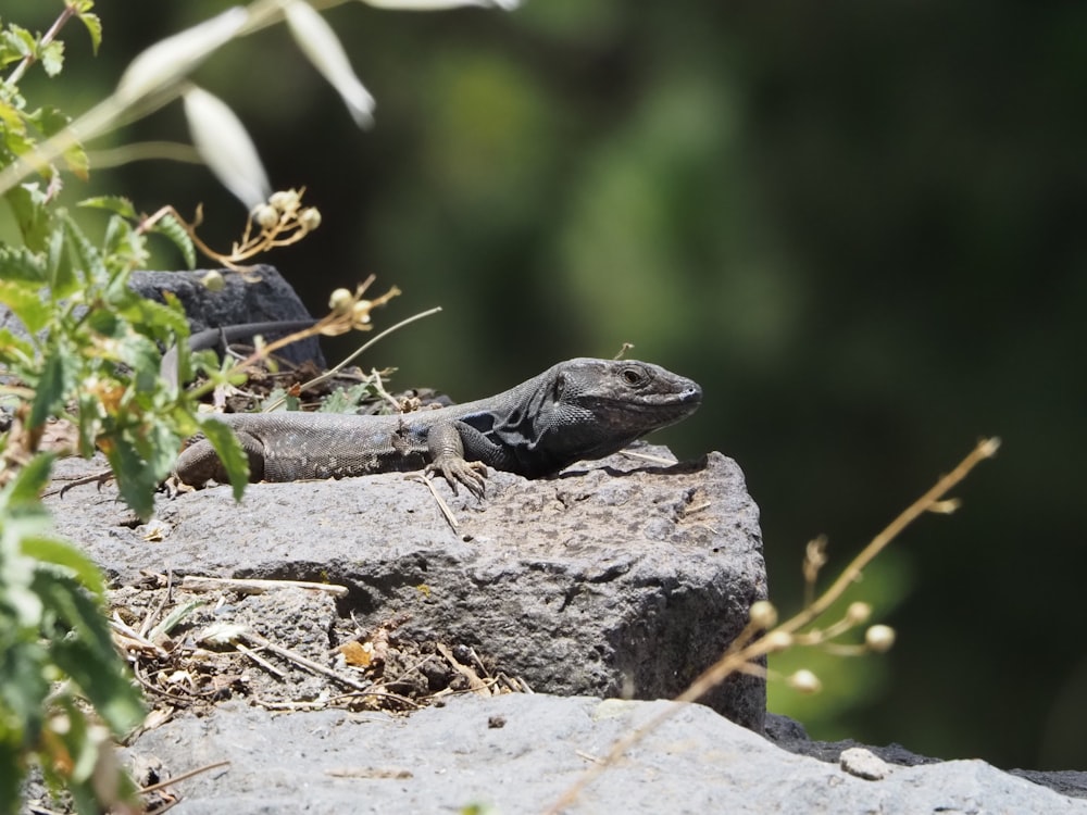 um lagarto está sentado em cima de uma rocha
