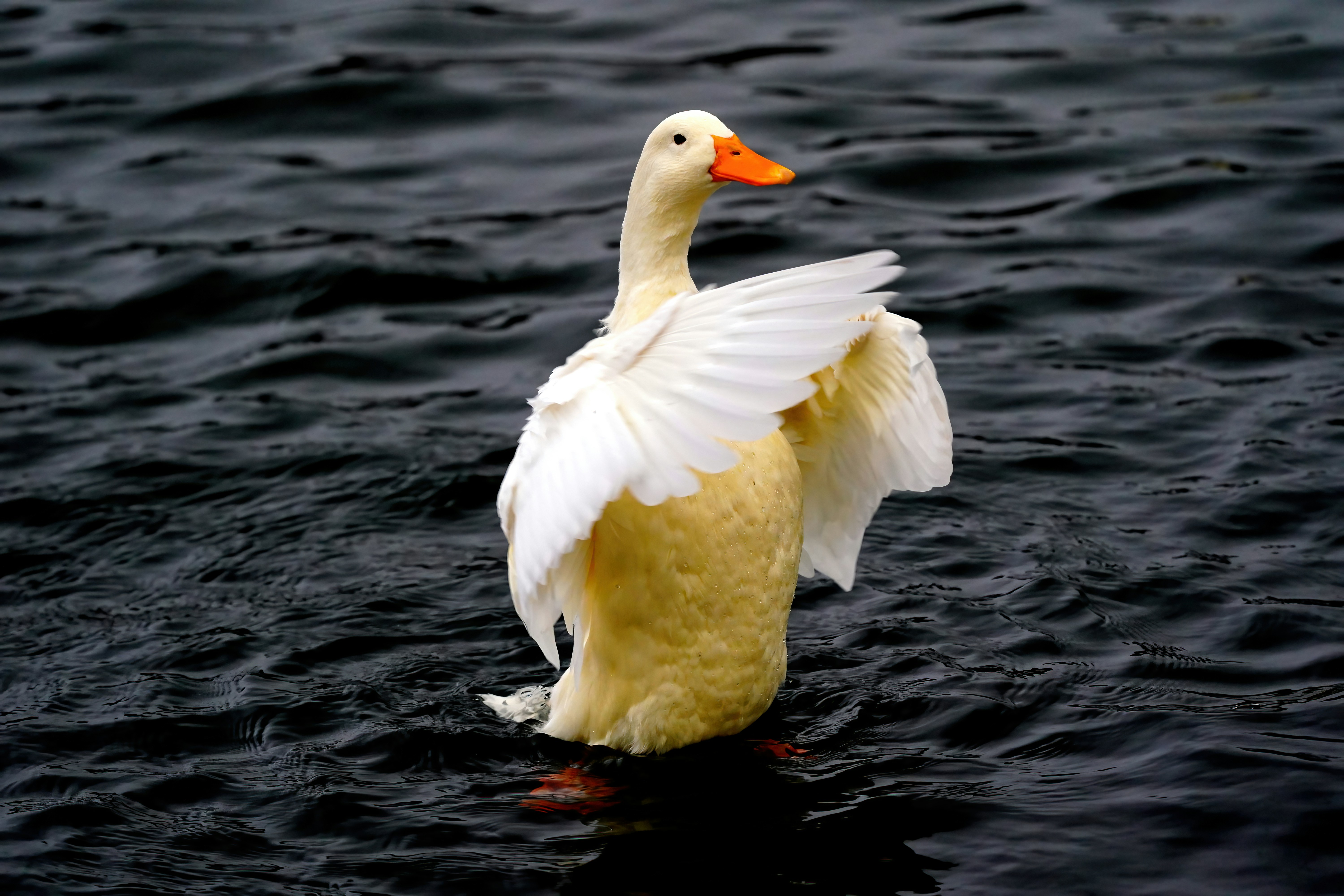 a duck with its wings spread out in the water
