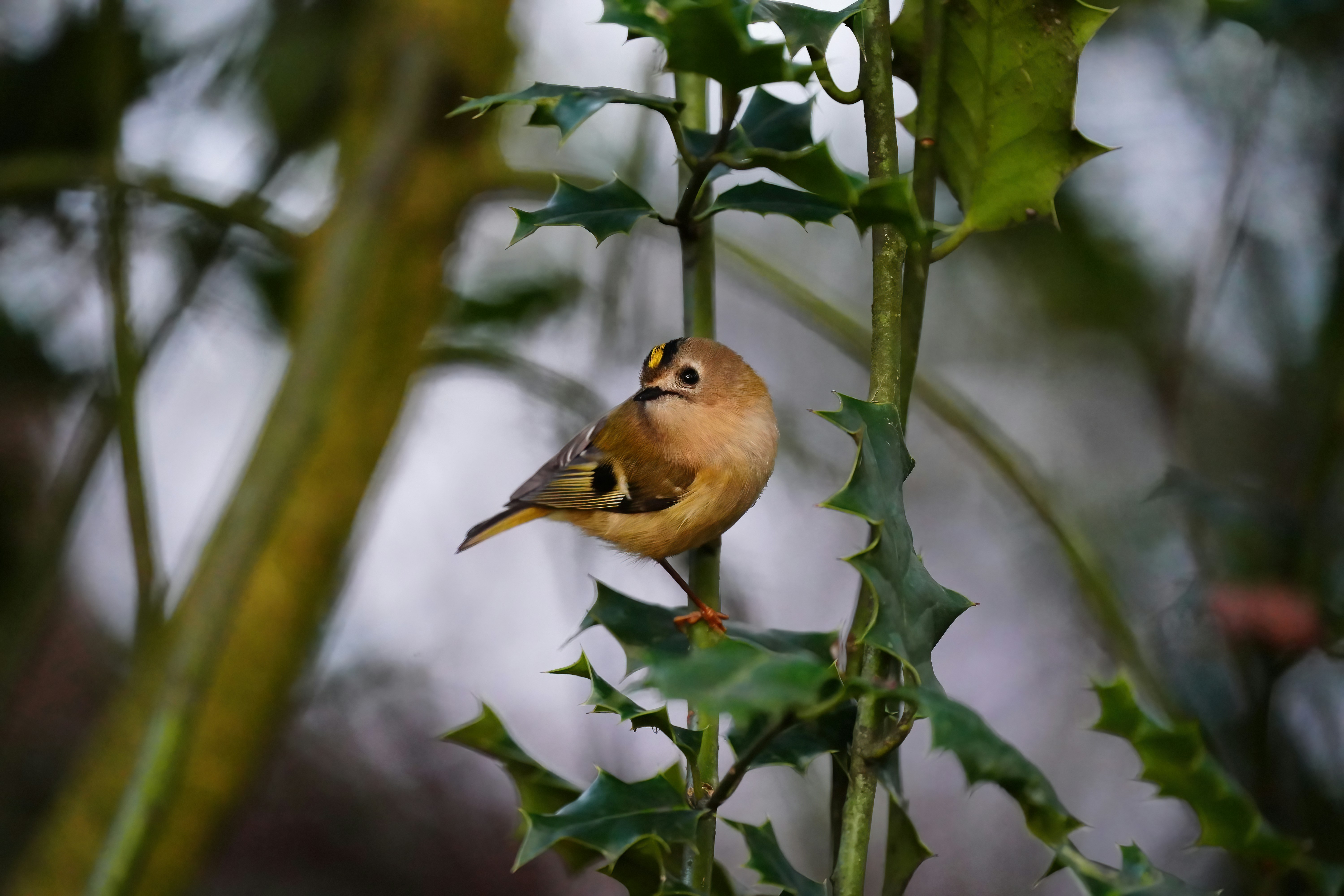 a small bird perched on top of a green plant