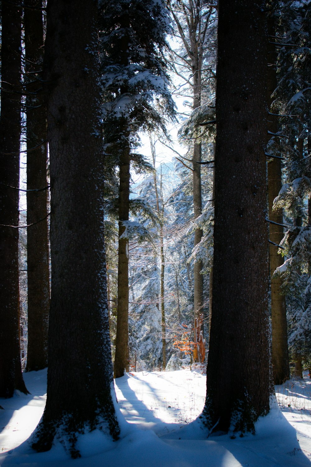 a snow covered forest filled with lots of trees