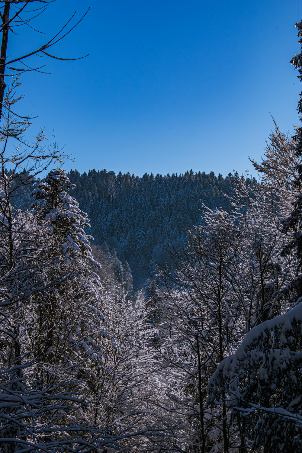 a snow covered forest with a mountain in the background