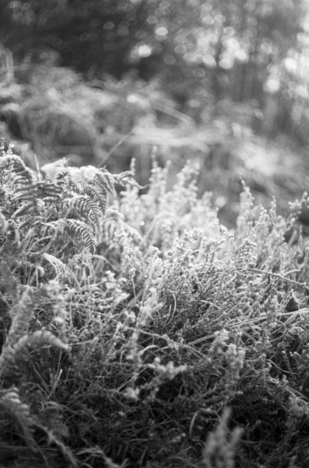 a black and white photo of some grass