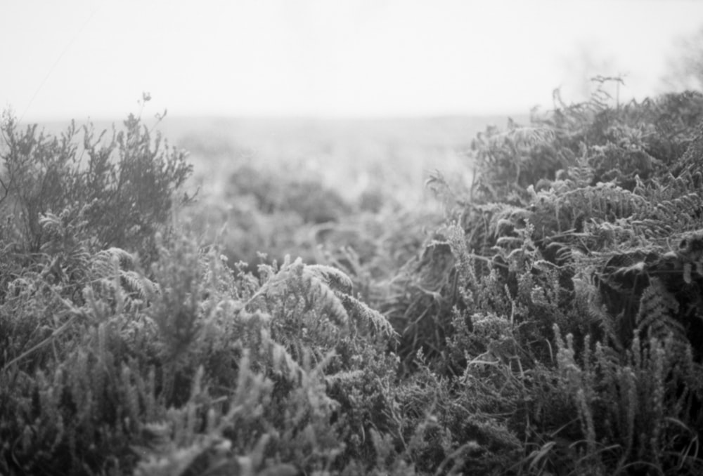 a black and white photo of a field of grass