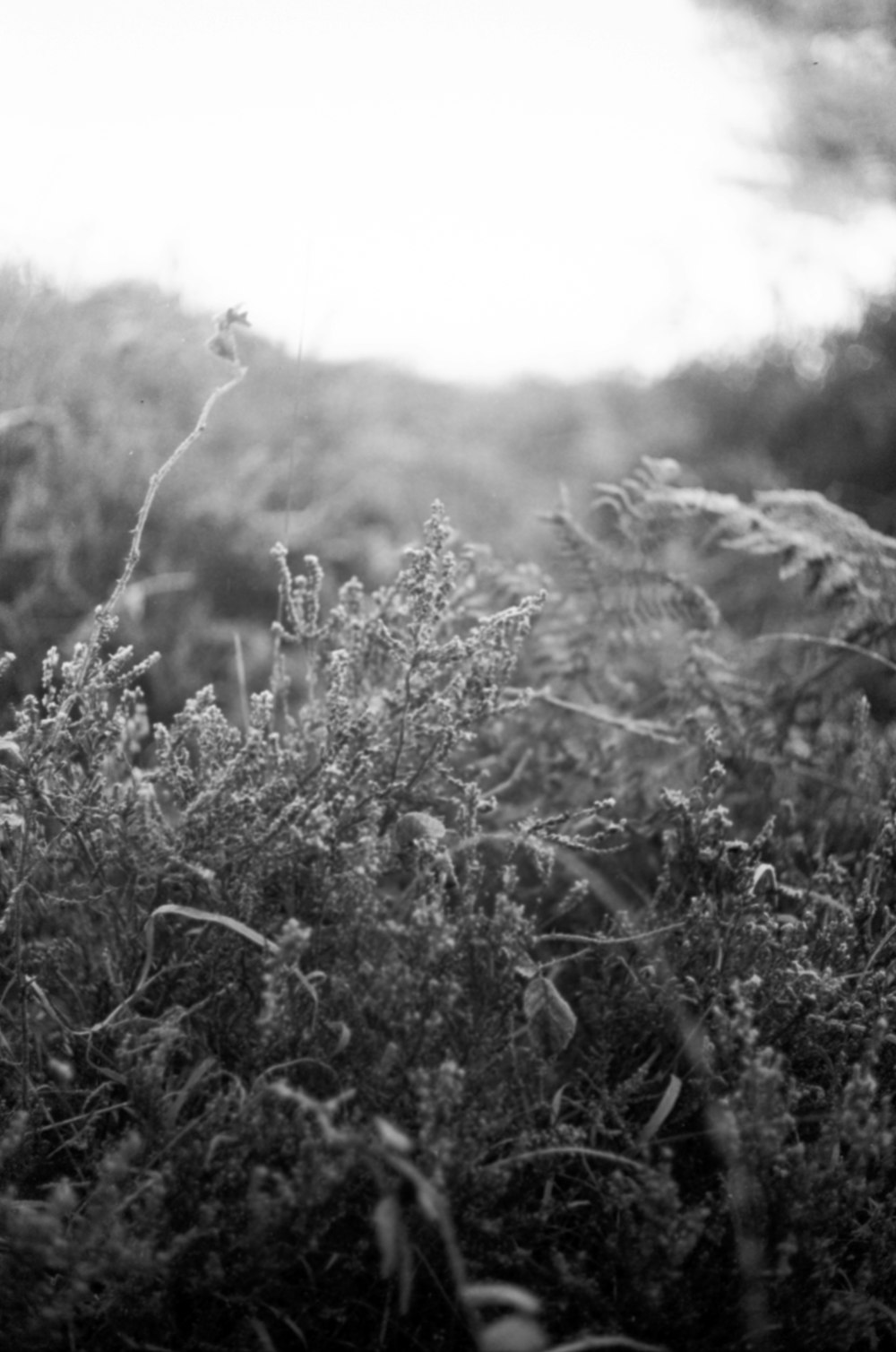 a black and white photo of a field of grass