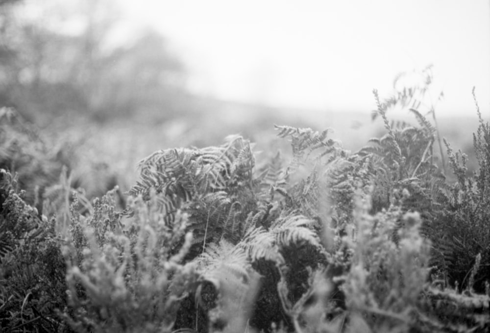 a black and white photo of a field of grass