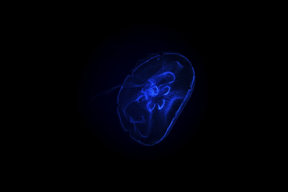 a blue jellyfish in the dark with a black background