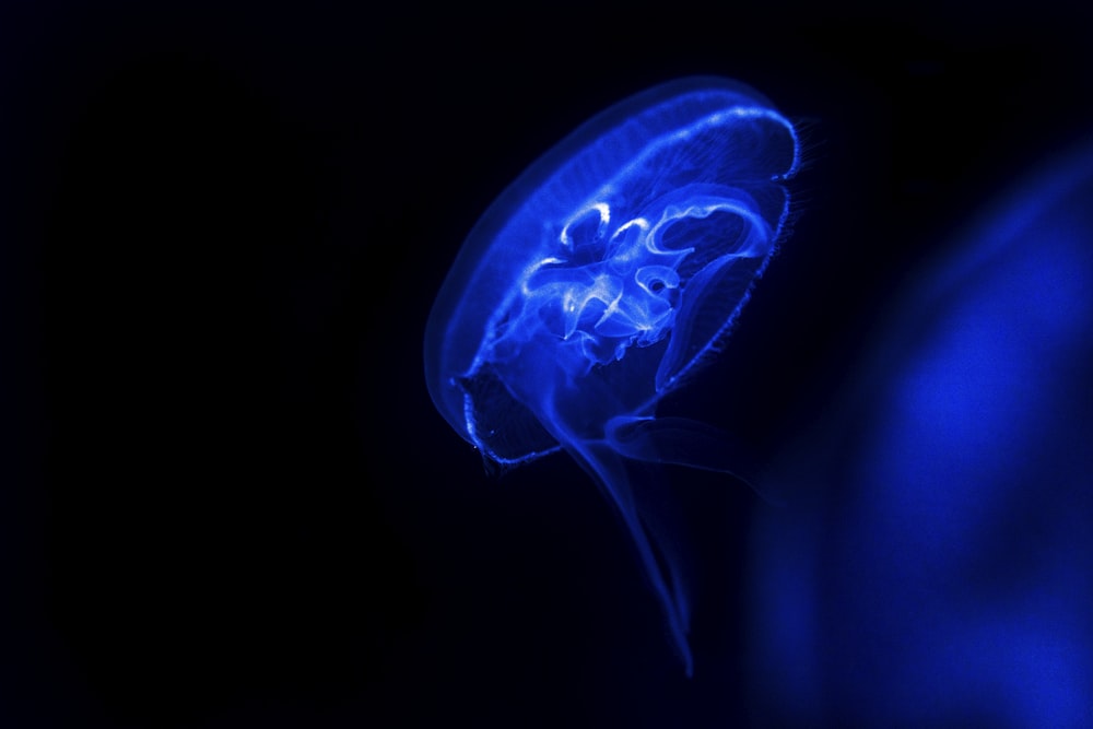 a close up of a jellyfish in the dark