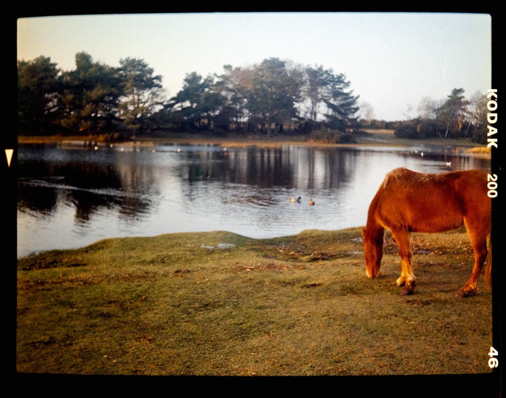 a brown horse standing on top of a grass covered field