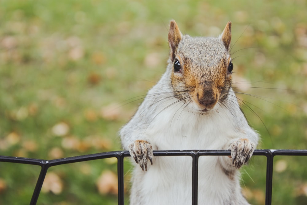 a squirrel standing on its hind legs on a fence