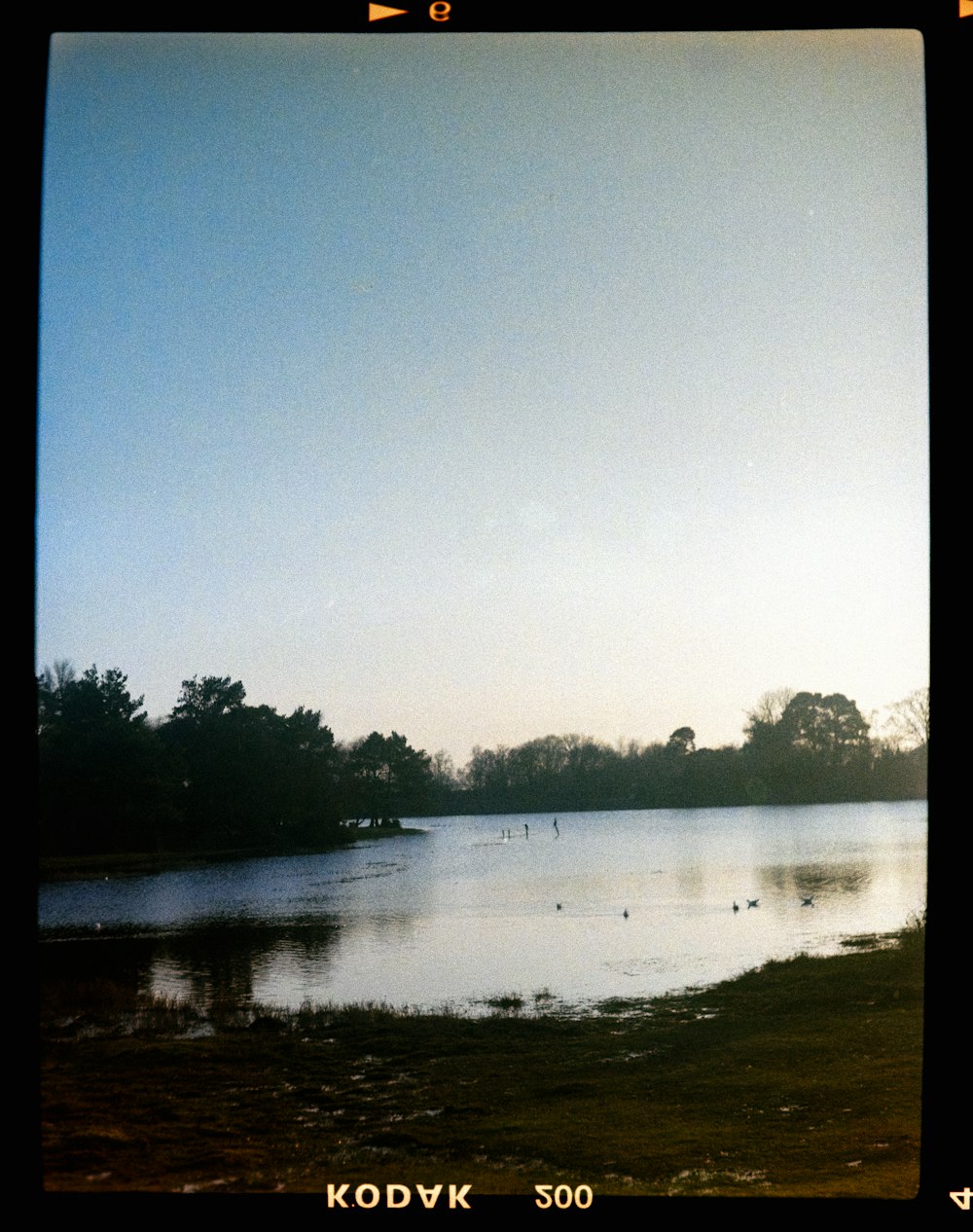 a body of water with trees in the background