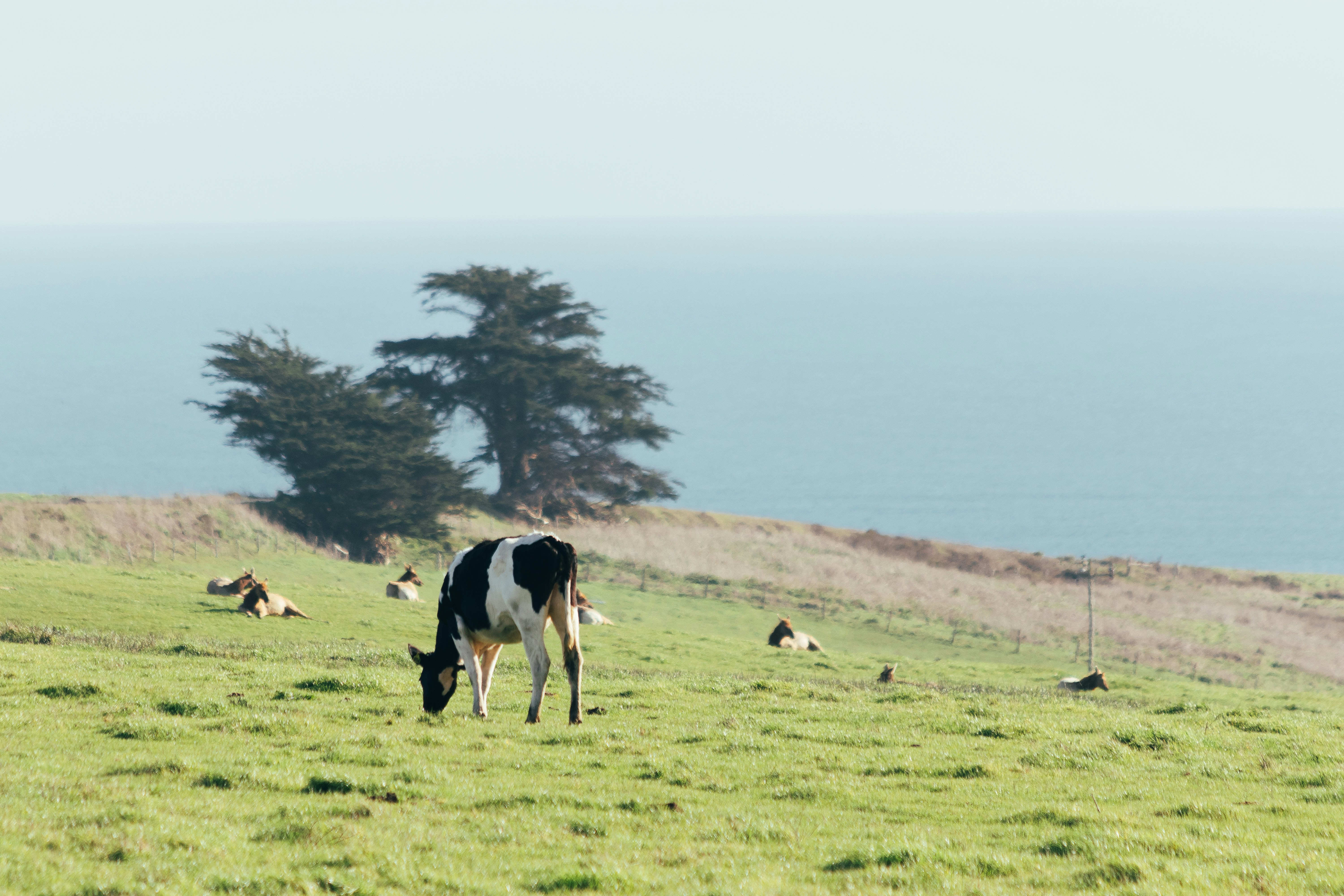 A black and white cow standing on top of a lush green field photo ...