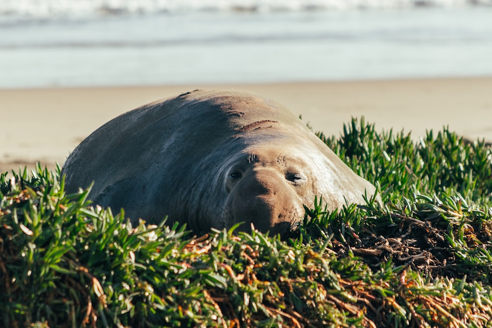 a seal laying on top of a lush green field