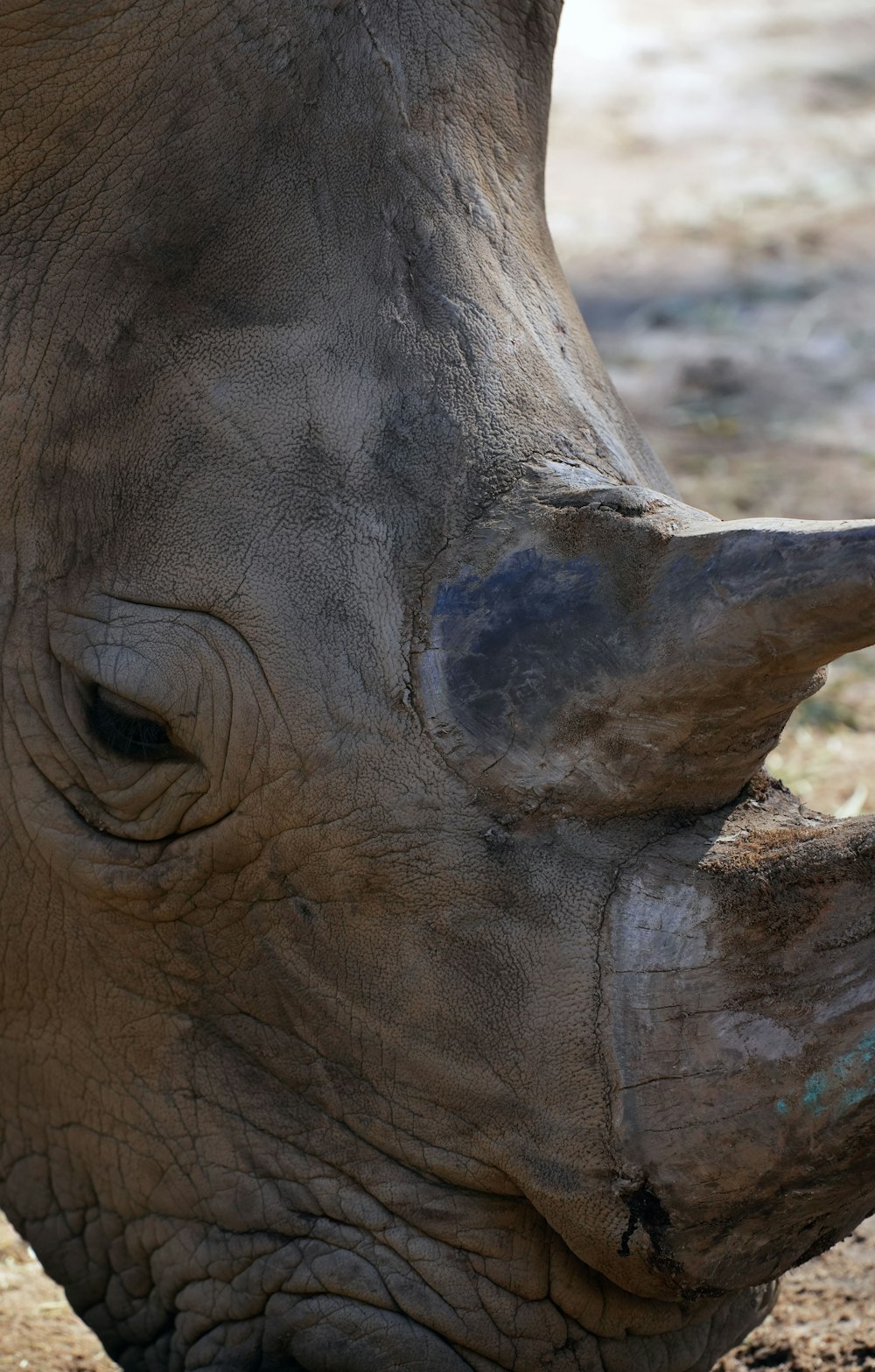 a close up of a rhino's face and nose