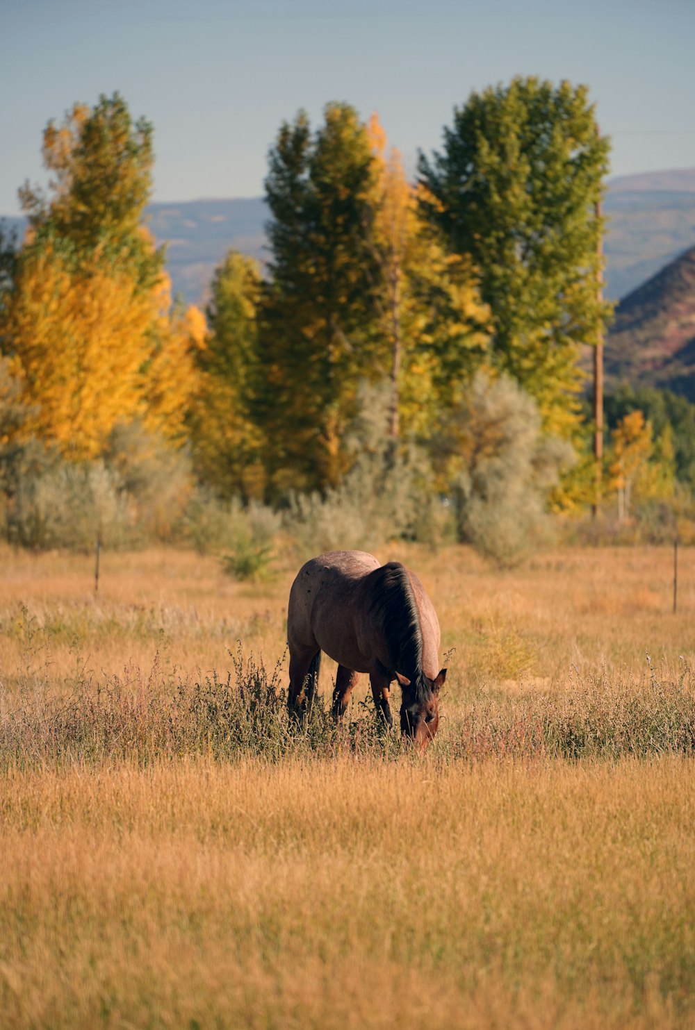 a horse grazing in a field with trees in the background
