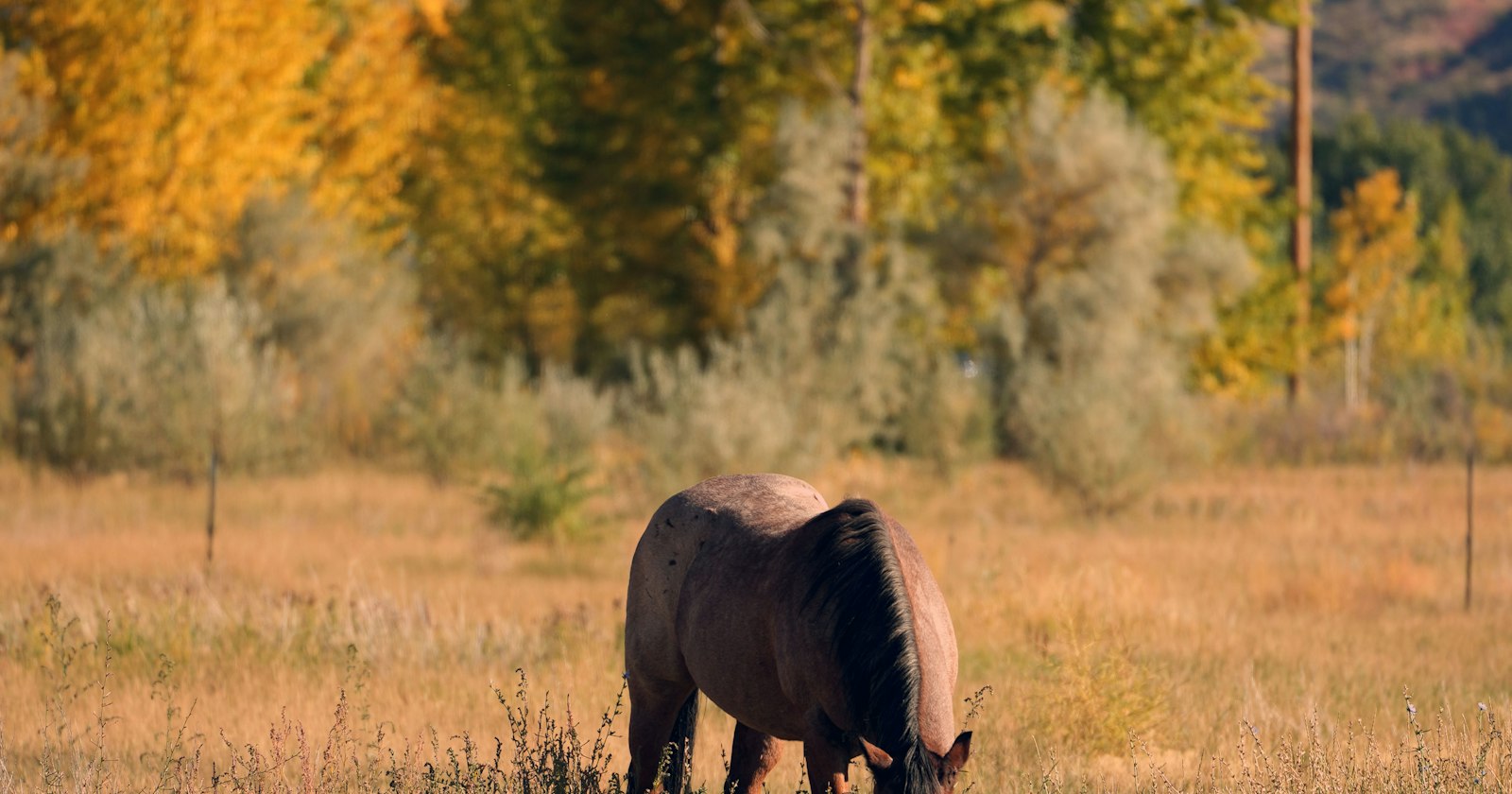 Acreage & Horse Properties in West Lake County FL