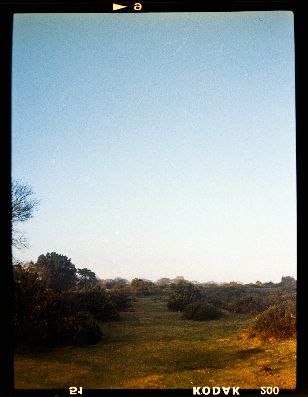 a picture of a field with trees and a sky in the background