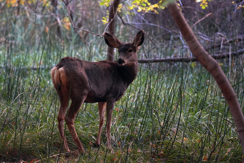 a deer standing in the grass near a tree