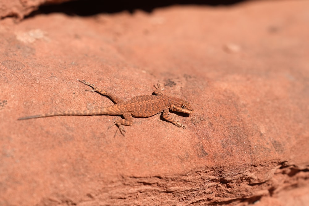 a small lizard is sitting on a rock