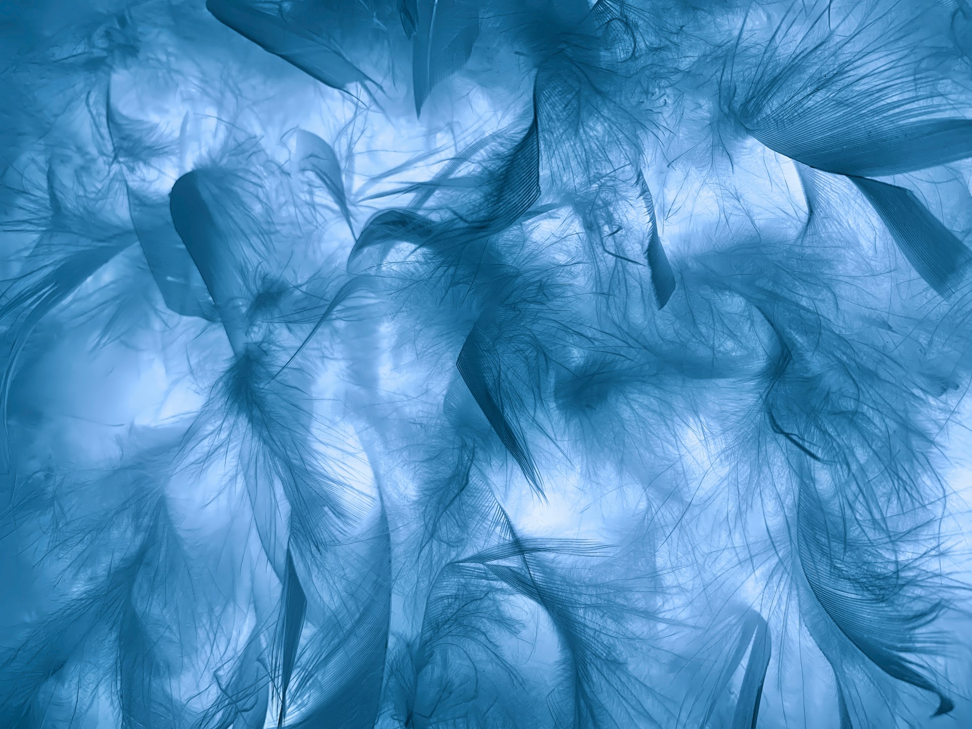 a close up of a blue background with feathers