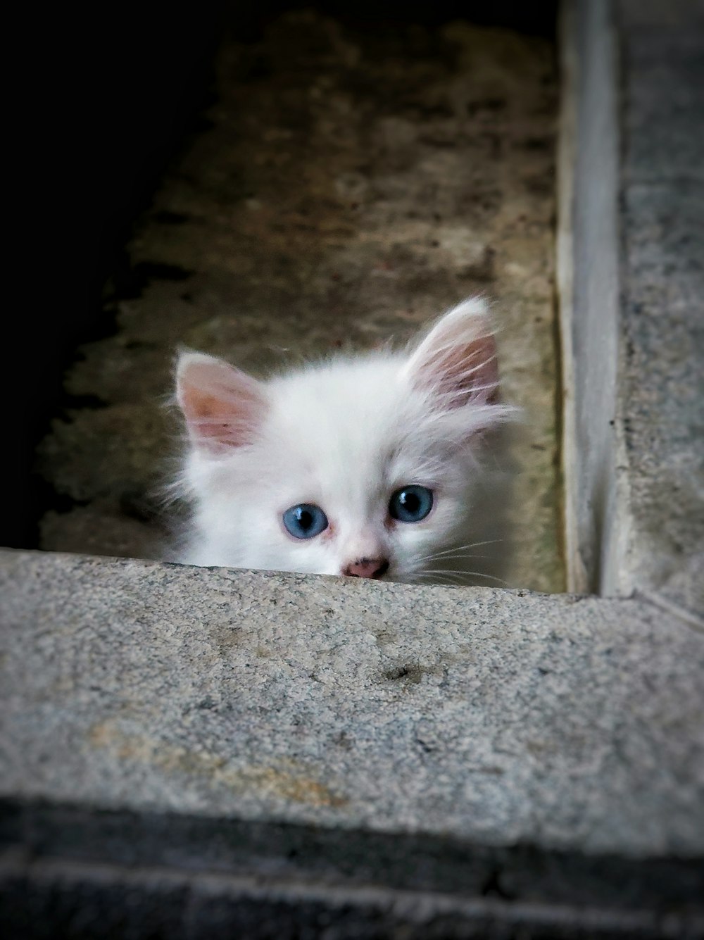 a white kitten with blue eyes peers out from behind a ledge