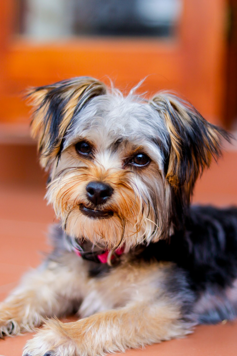 a small dog laying down on the ground