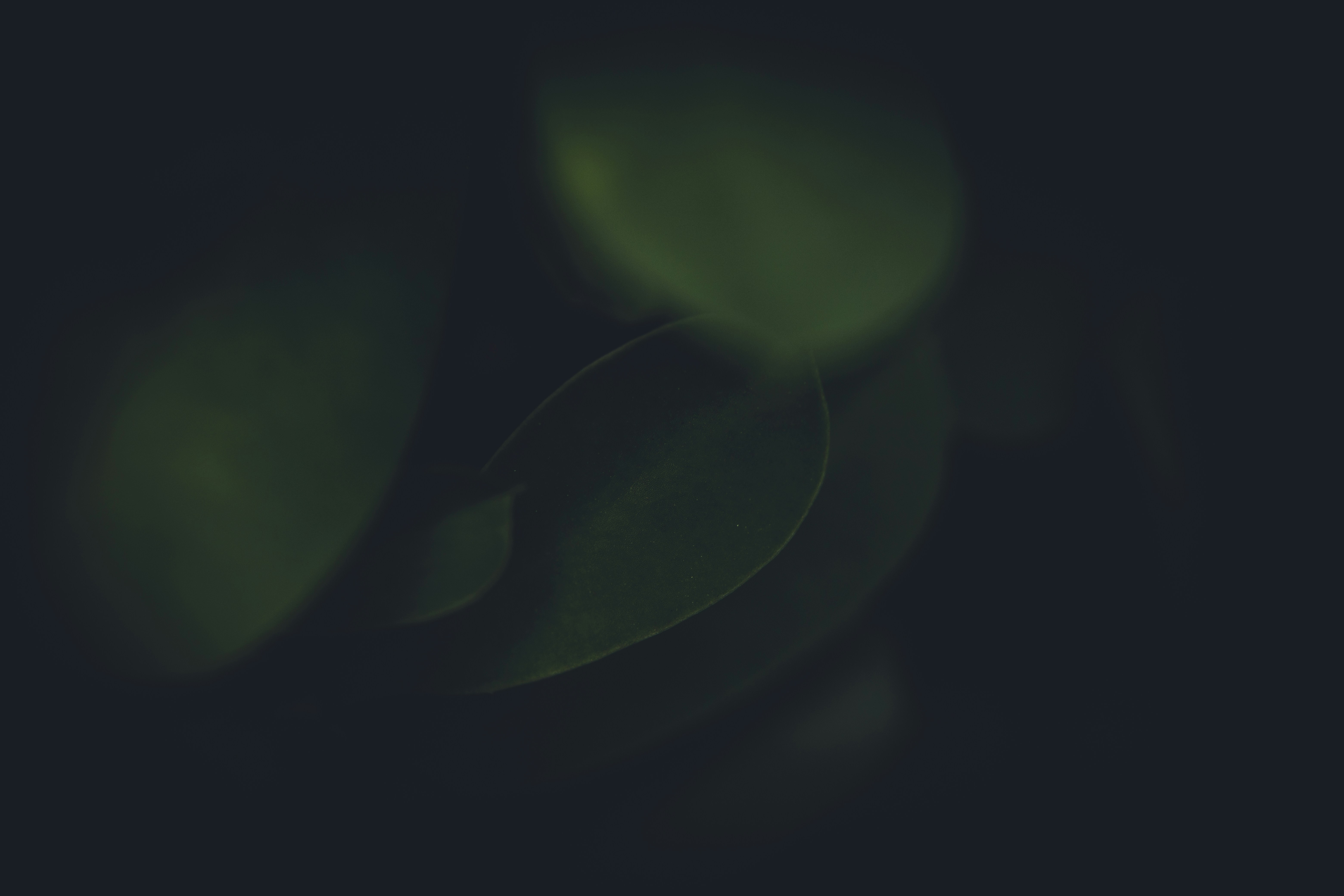a close up of a green leaf on a dark background