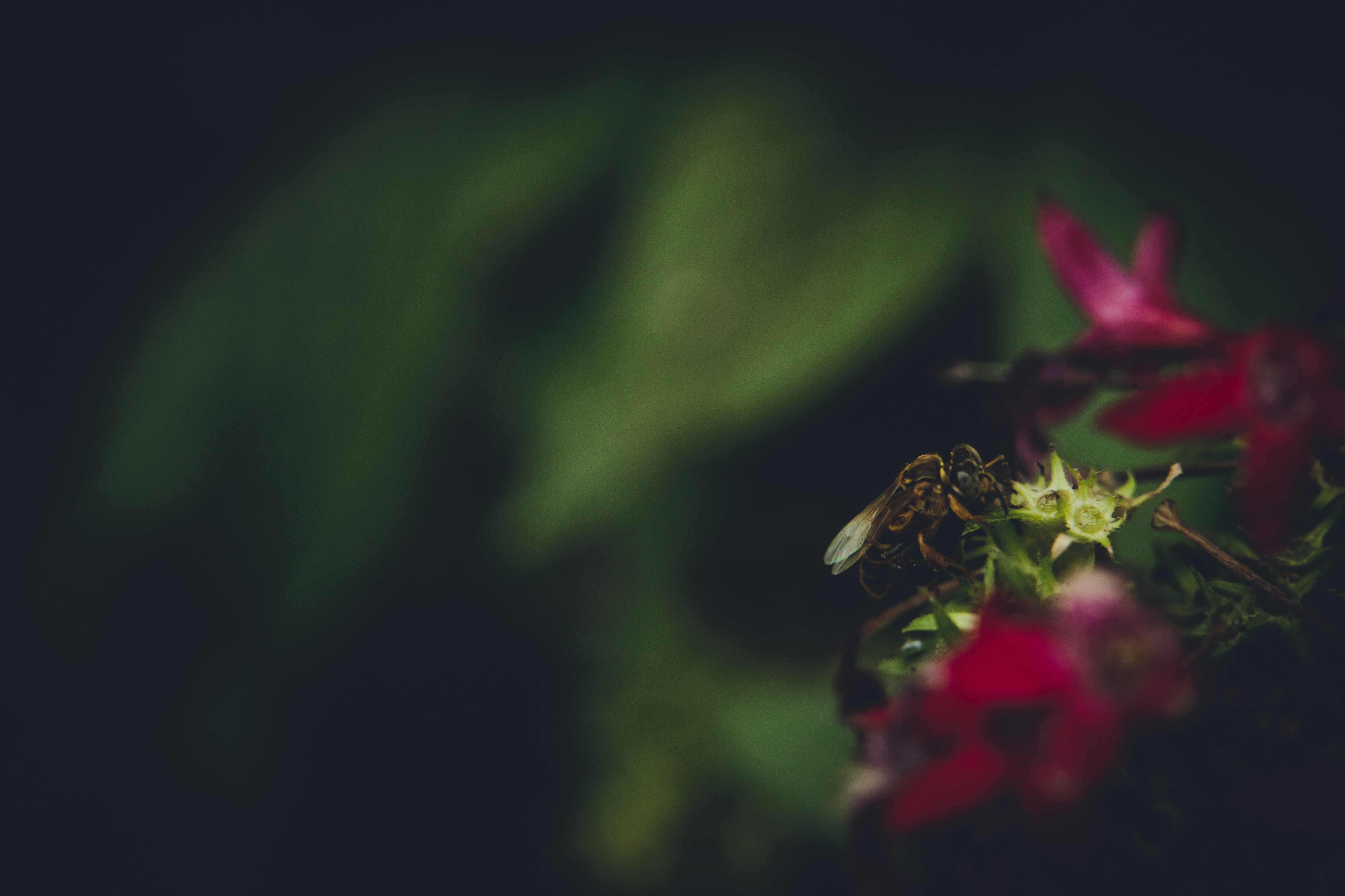 a bee sitting on top of a red flower