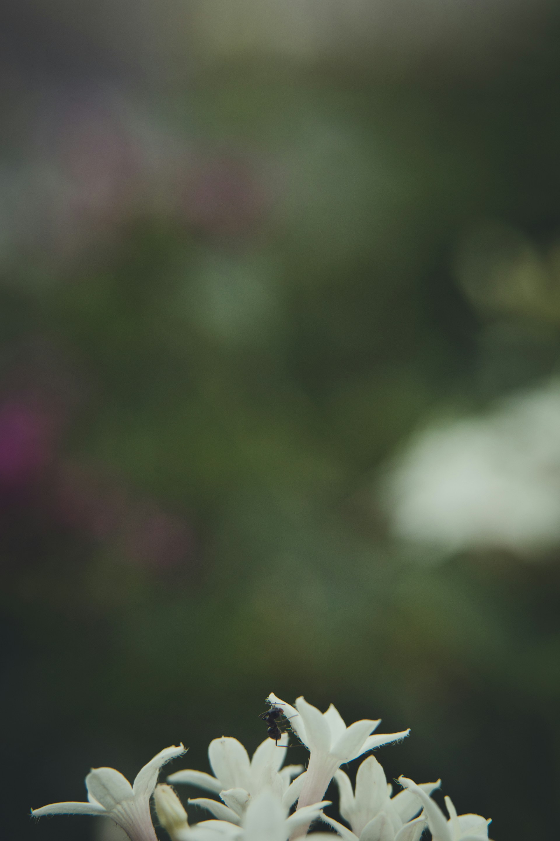 a close up of a white flower with a blurry background