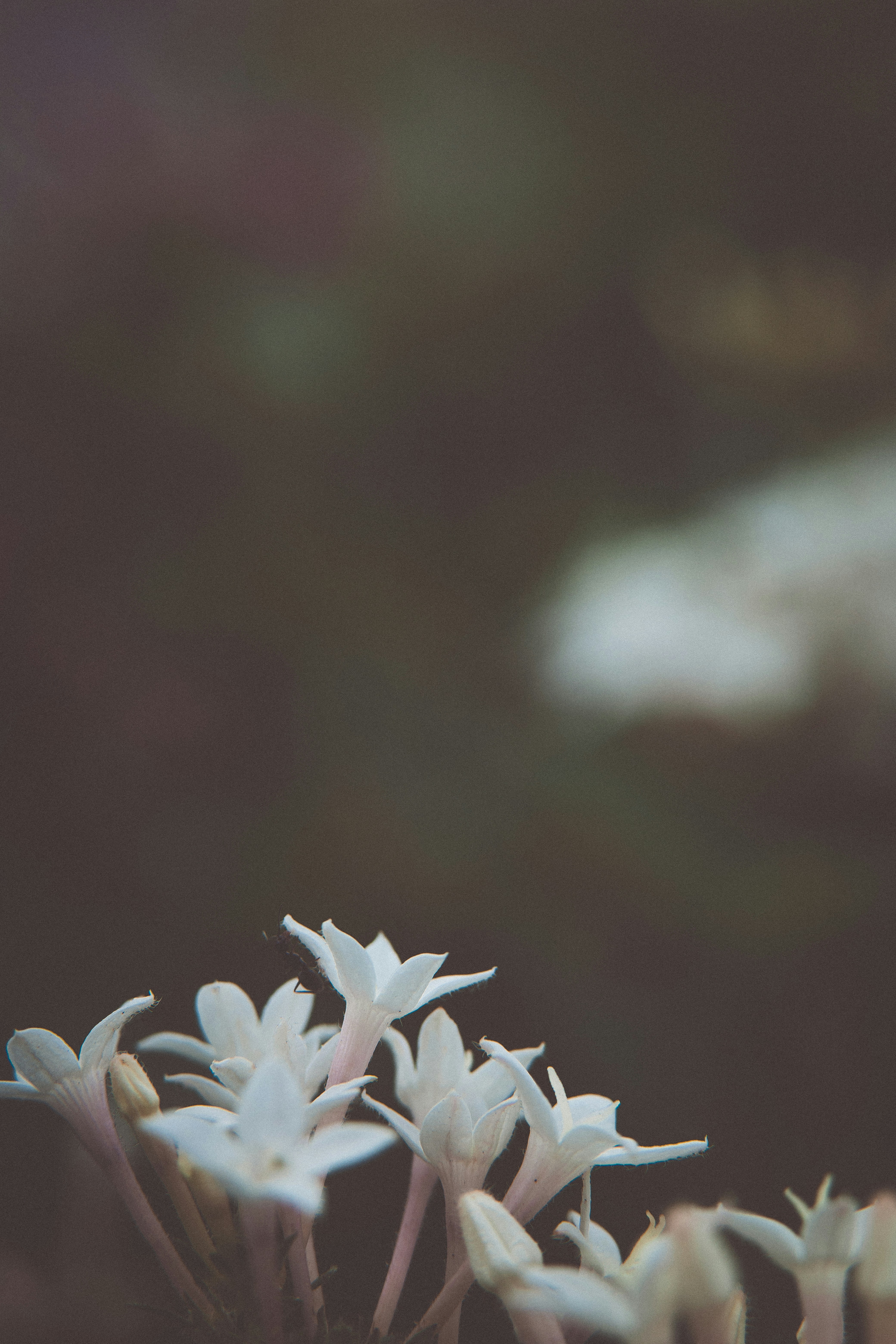 a group of white flowers sitting next to each other
