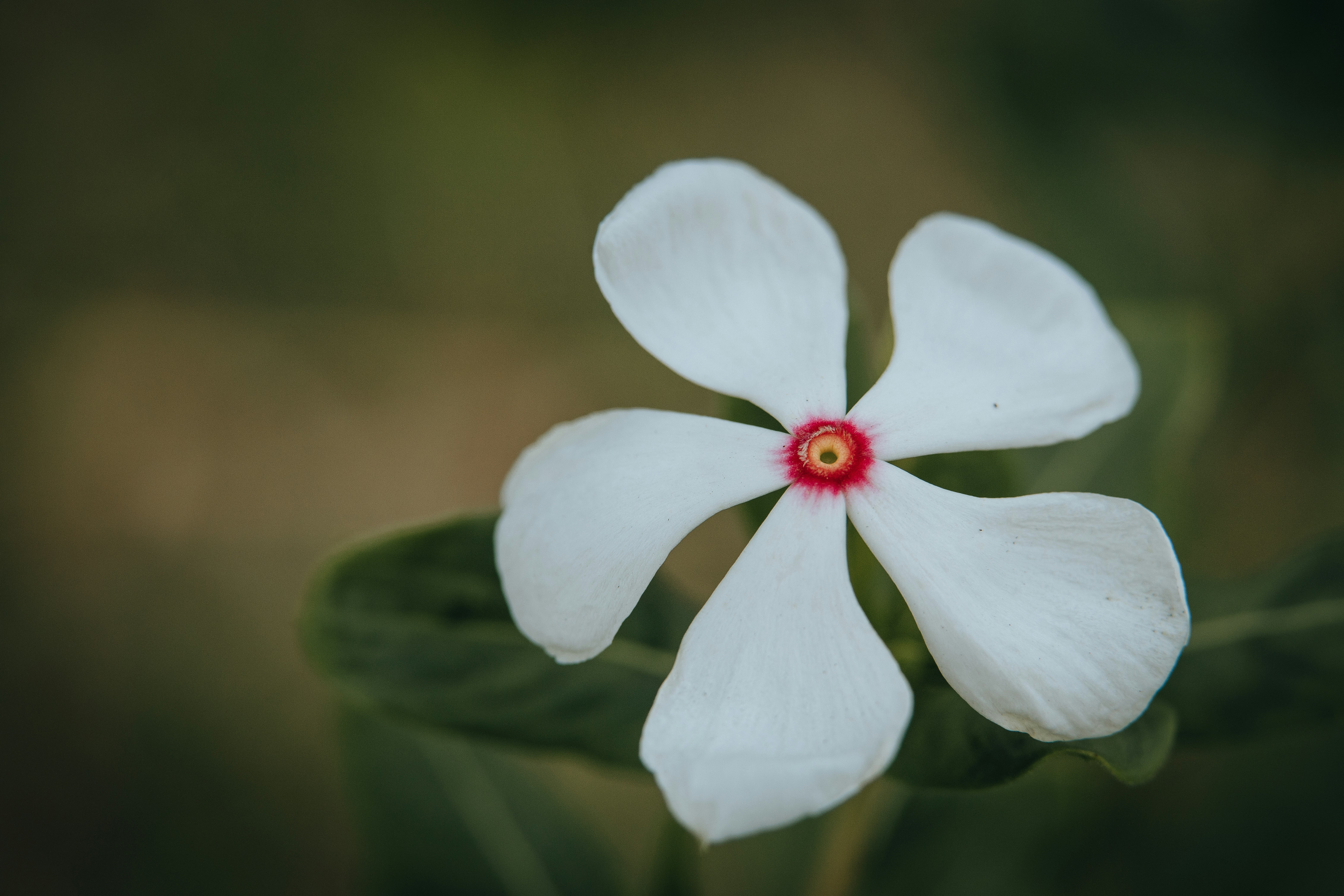 Photo by rrodriguesim