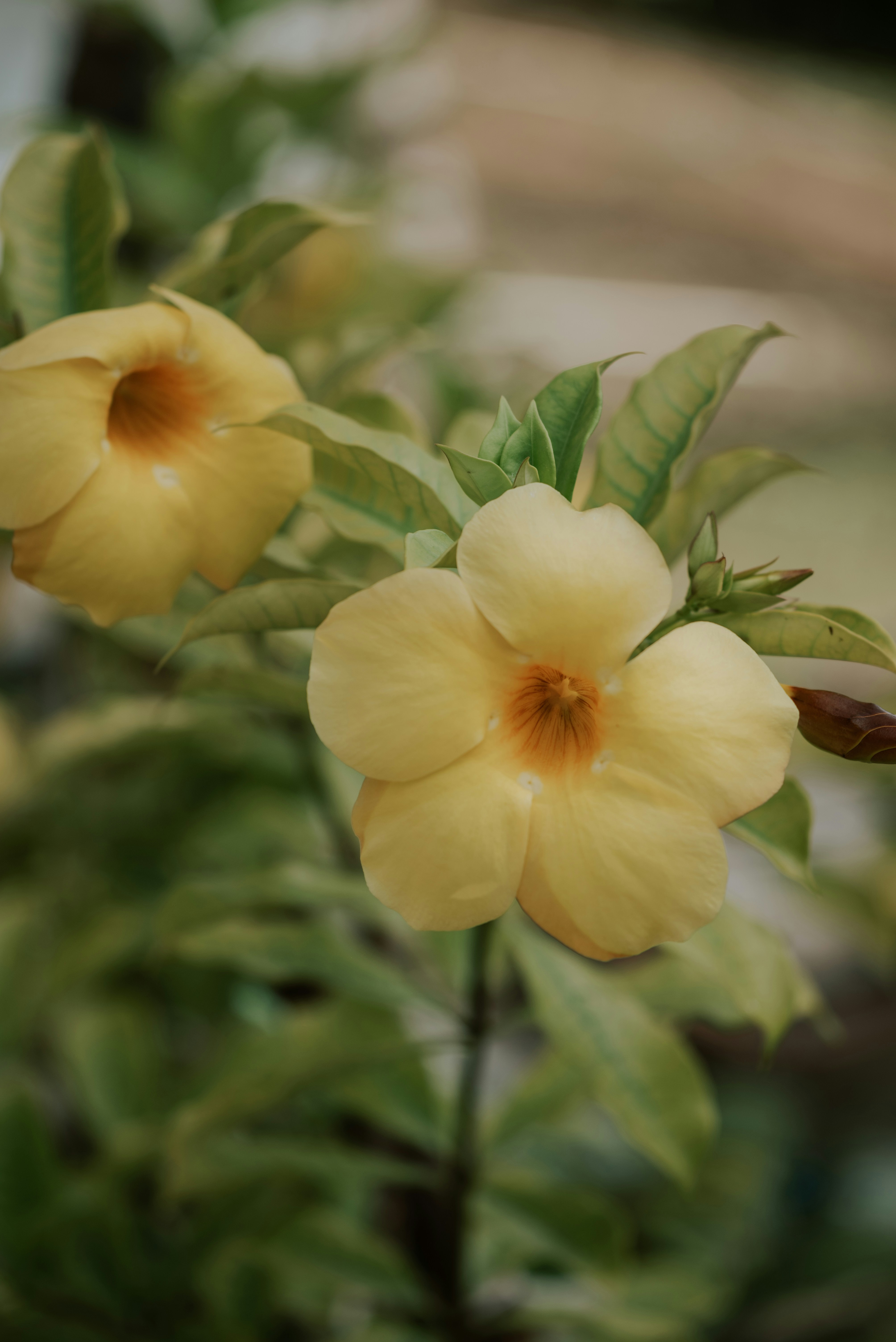 Photo by miekelauren