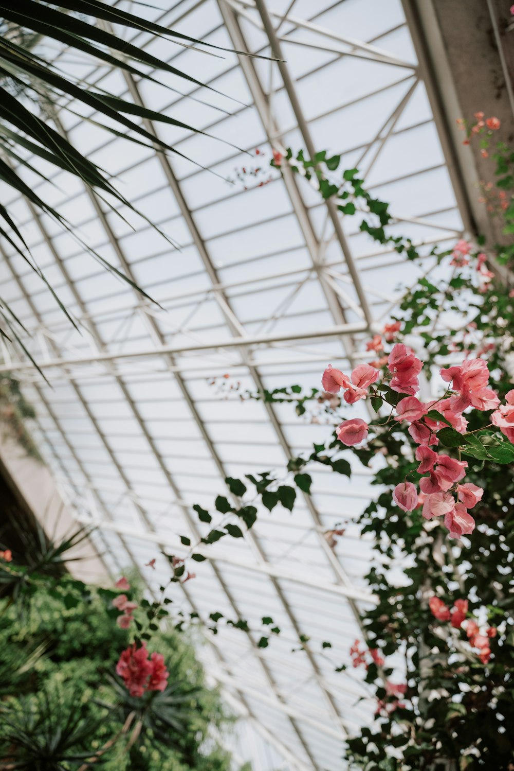 a bunch of pink flowers hanging from the ceiling of a building