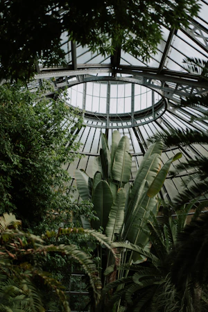 Inside a greenhouse with plants