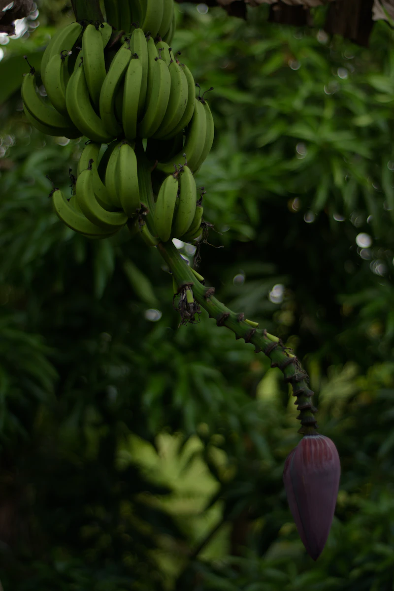 Bunch of bananas hanging from a tree in Jamaica