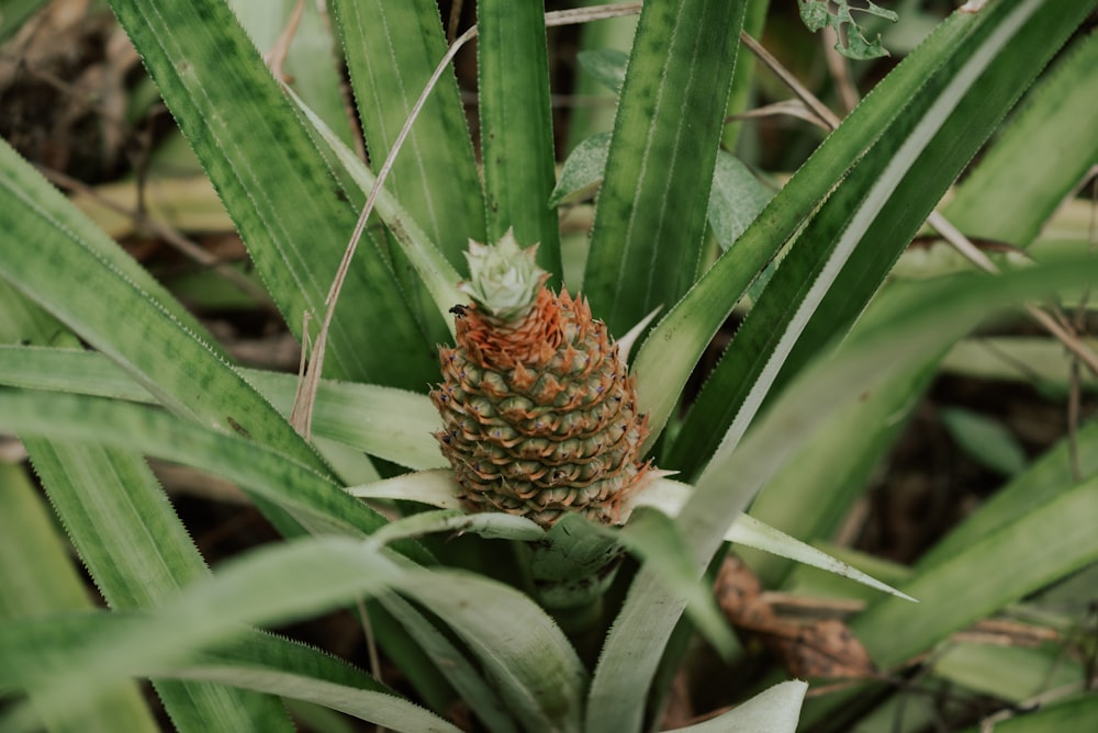 a pineapple growing in the middle of a pineapple tree