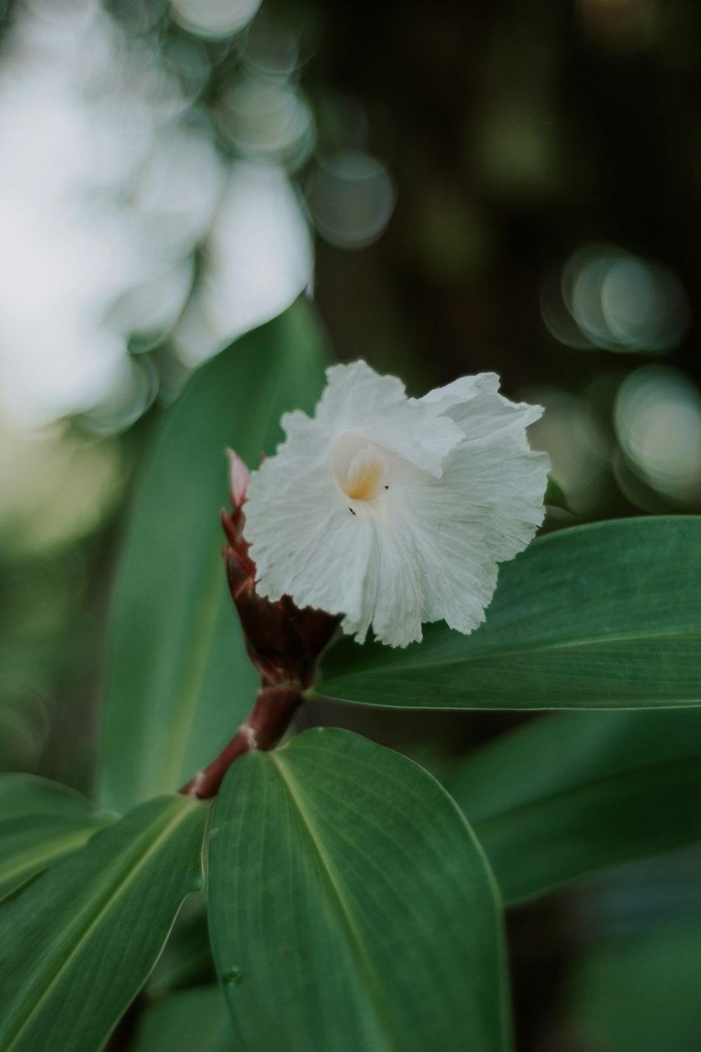 uma flor branca com folhas verdes no fundo