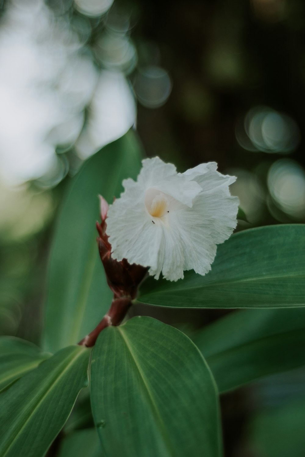 a white flower with green leaves in the background