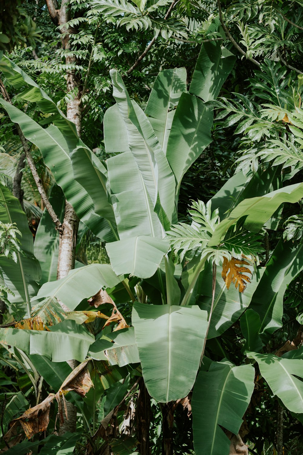 a lush green forest filled with lots of trees