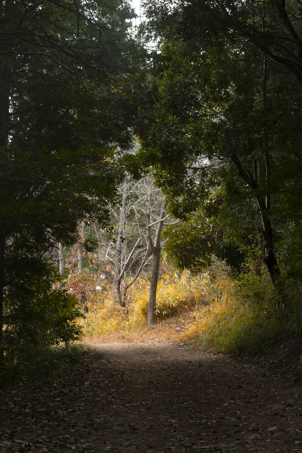 ein Feldweg mitten im Wald