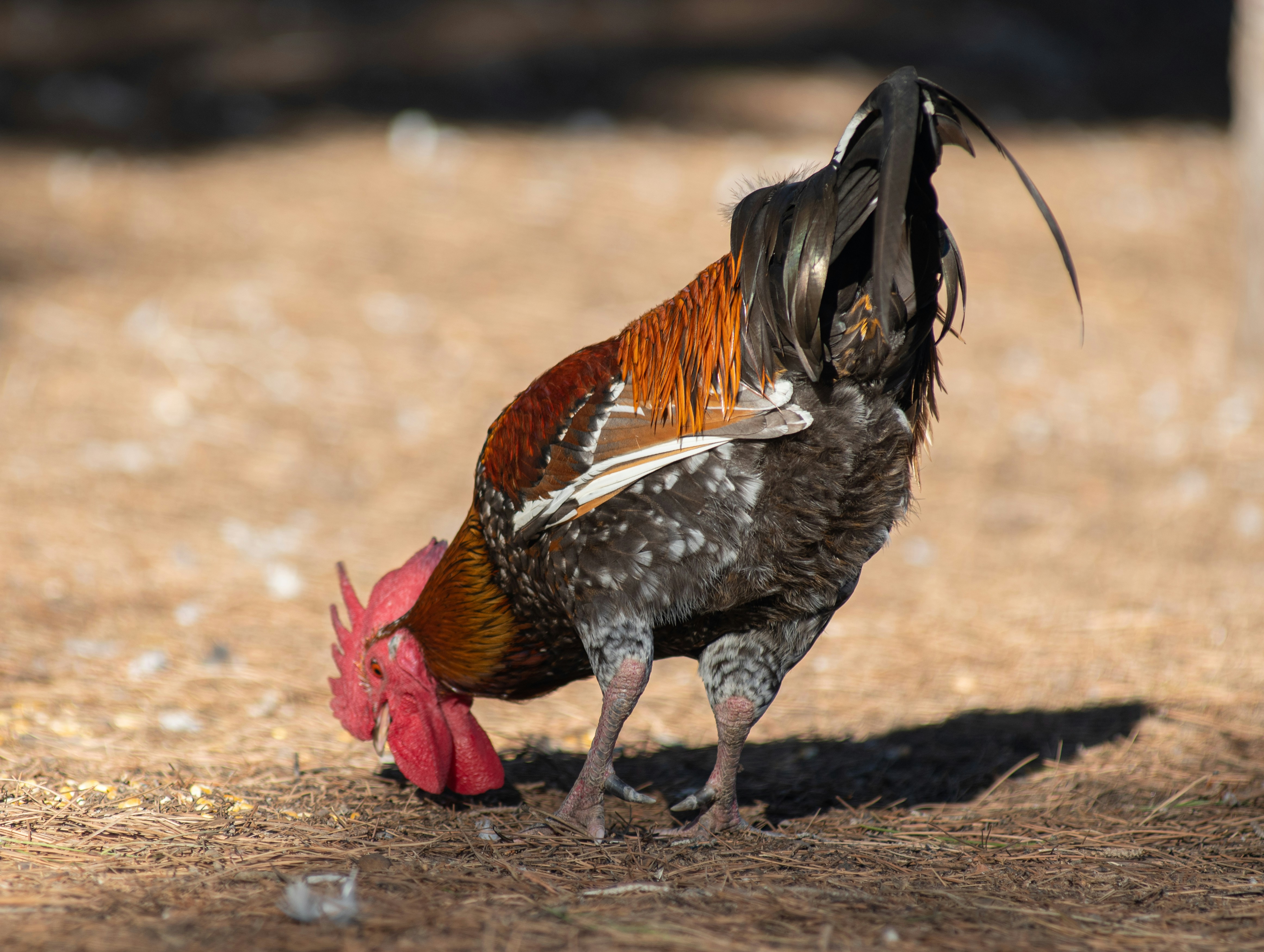 a rooster standing on top of a dry grass field