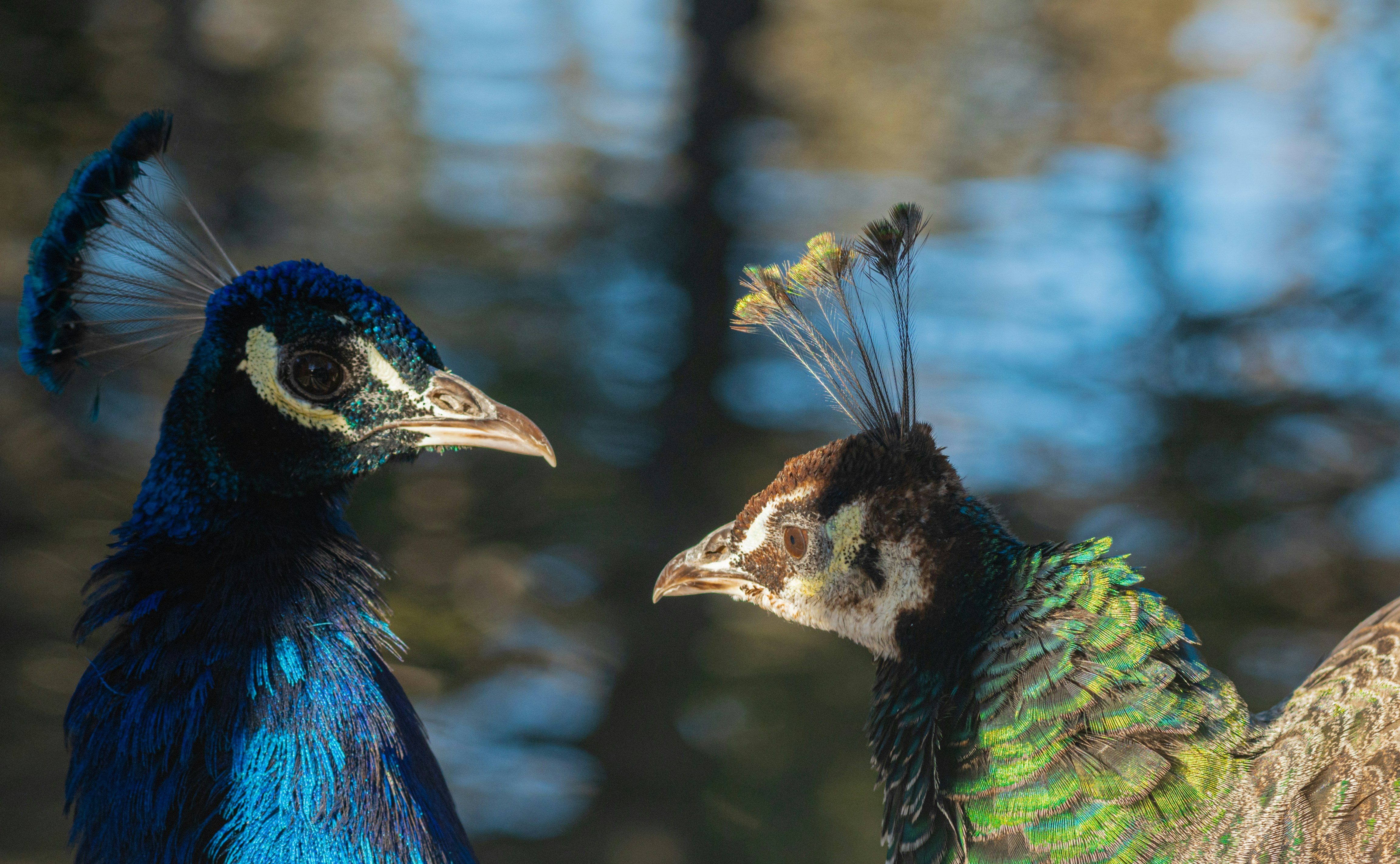 a couple of peacocks standing next to each other