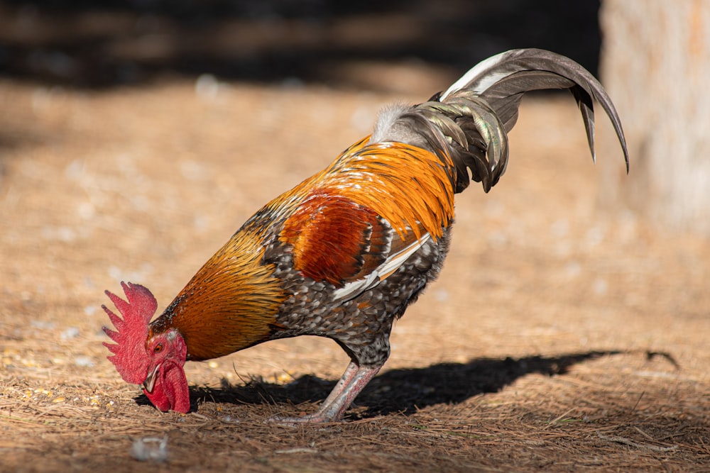 a colorful rooster pecks at something on the ground