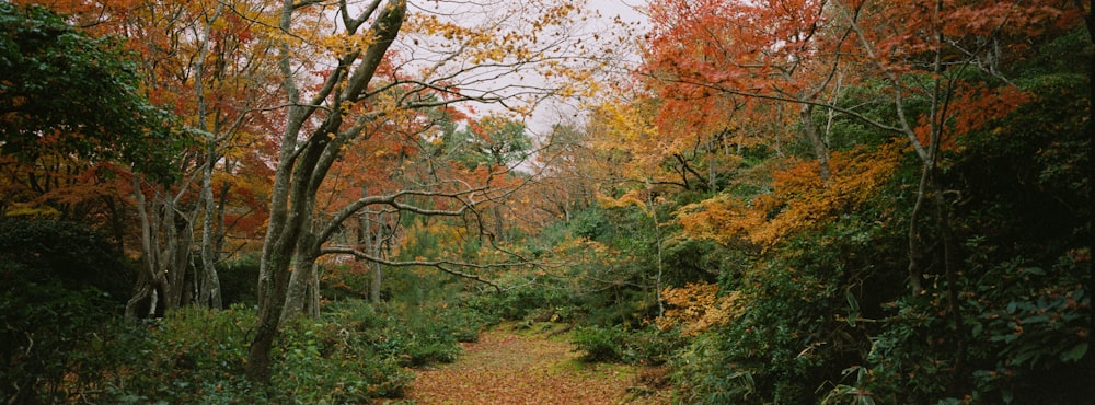 a path through a forest with lots of trees